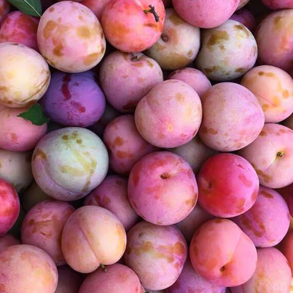 ハニーローザ(すもも)